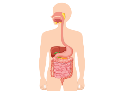 Simplified digestive system v2