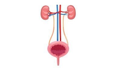 Urinary system image 2646814145