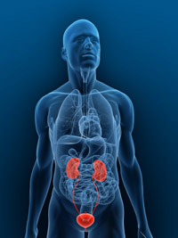 Diagram of the urinary system