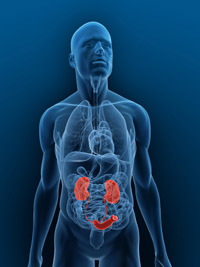 Diagram of the urinary system works with a urostomy