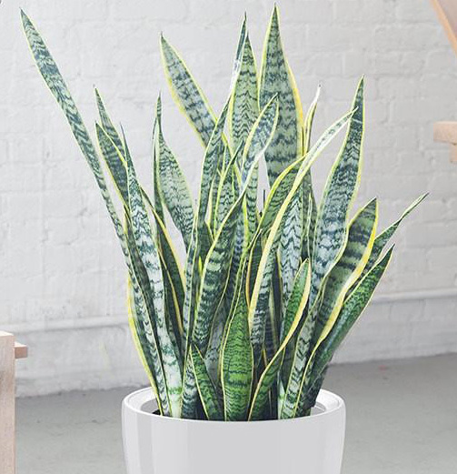Rachael Snake Plant