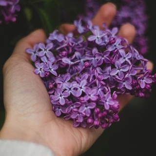 Jay Hyrons Violets Not Violence Blog