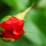 Ranger Rosebud Stoma Superhero Blog