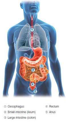 Diagram of the digestive system